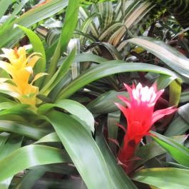 ELTE Füvészkert Budapest - Egyéb