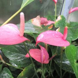 ELTE Füvészkert Budapest - Egyéb