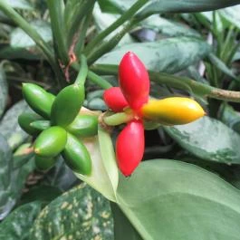 ELTE Füvészkert Budapest - Egyéb