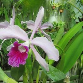 ELTE Füvészkert Budapest - Egyéb