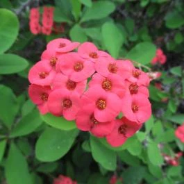 ELTE Füvészkert Budapest - Egyéb