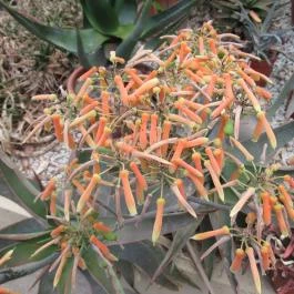 ELTE Füvészkert Budapest - Egyéb