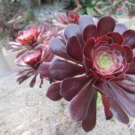 ELTE Füvészkert Budapest - Egyéb