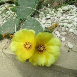 ELTE Füvészkert Budapest - Egyéb