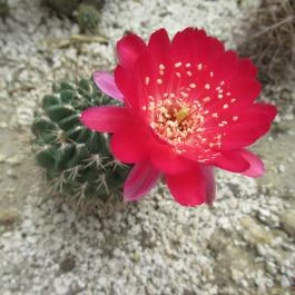 ELTE Füvészkert Budapest - Egyéb