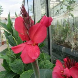 ELTE Füvészkert Budapest - Egyéb