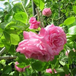 ELTE Füvészkert Budapest - Egyéb