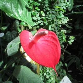 ELTE Füvészkert Budapest - Egyéb