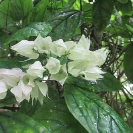 ELTE Füvészkert Budapest - Egyéb