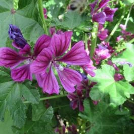 ELTE Füvészkert Budapest - Egyéb