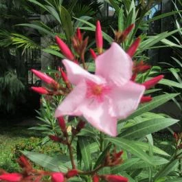 ELTE Füvészkert Budapest - Egyéb