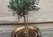 Erdei Fagyizó - Opera Budapest