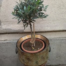 Erdei Fagyizó - Opera Budapest - Egyéb