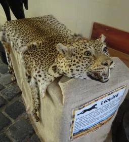 Erdészeti,- Faipari és Földméréstörténeti Gyűjtemény