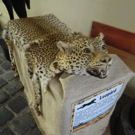 Erdészeti,- Faipari és Földméréstörténeti Gyűjtemény Sopron - Egyéb