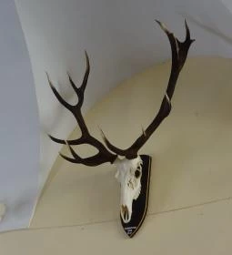 Erdészeti,- Faipari és Földméréstörténeti Gyűjtemény