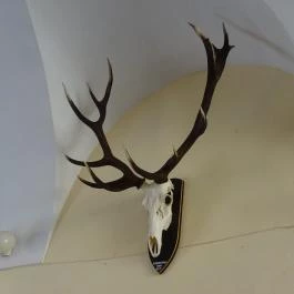 Erdészeti,- Faipari és Földméréstörténeti Gyűjtemény Sopron - Egyéb