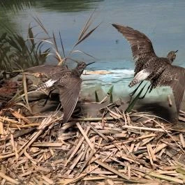 Erdős Renée-Ház - Muzeális Gyűjtemény és Kiállítóterem Budapest - Egyéb