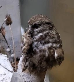 Erdős Renée-Ház - Muzeális Gyűjtemény és Kiállítóterem