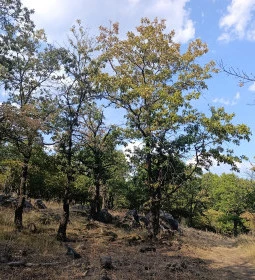 Eremény-tető