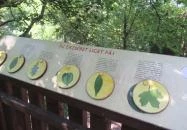 Erzsébet Ligeti Lombkorona Sétány & Kilátó Gyomaendrőd