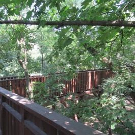 Erzsébet Ligeti Lombkorona Sétány & Kilátó, Gyomaendrőd - 