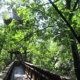 Erzsébet Ligeti Lombkorona Sétány & Kilátó, Gyomaendrőd - 