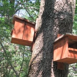 Erzsébet Ligeti Lombkorona Sétány & Kilátó, Gyomaendrőd - 