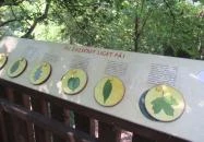 Erzsébet ligeti Lombkorona Sétány és Kilátó Gyomaendrőd