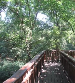 Erzsébet ligeti Lombkorona Sétány és Kilátó