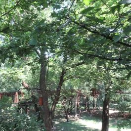 Erzsébet ligeti Lombkorona Sétány és Kilátó Gyomaendrőd - Egyéb