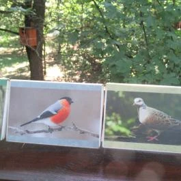 Erzsébet ligeti Lombkorona Sétány és Kilátó Gyomaendrőd - Egyéb