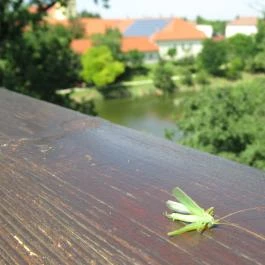 Erzsébet ligeti Lombkorona Sétány és Kilátó Gyomaendrőd - Egyéb