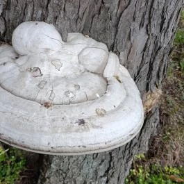 Esterházy-kastély, Csákvár - Külső kép