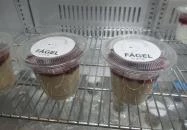 Fågel by Artizán Budapest