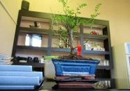 Family Sushi Budapest