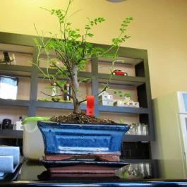 Family Sushi Budapest - Egyéb