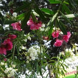 Feketerigó Étterem Mátrafüred - Külső kép