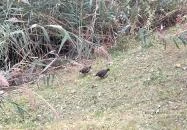 Feneketlen-tó Budapest