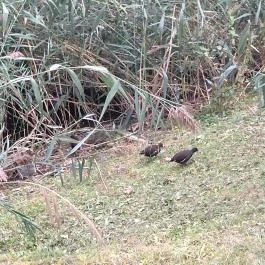 Feneketlen-tó Budapest - Egyéb