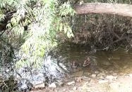 Feneketlen-tó Budapest