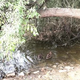 Feneketlen-tó Budapest - Egyéb