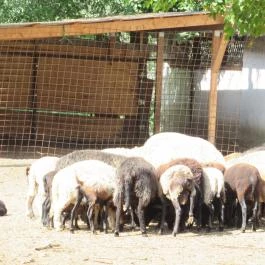 Fenyőharaszt Kastélyszálló, Verseg - Egyéb