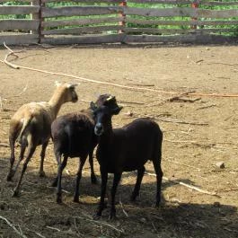 Fenyőharaszt Kastélyszálló, Verseg - Egyéb