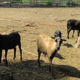 Fenyőharaszt Kastélyszálló, Verseg - Egyéb