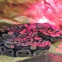 Feral Cafe Budapest - Belső