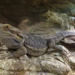 Feral Cafe Budapest - Belső