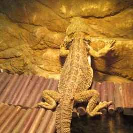 Feral Cafe Budapest - Belső