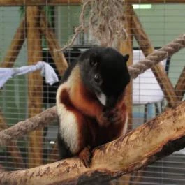 Feral Cafe Budapest - Belső