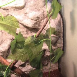 Feral Cafe Budapest - Belső